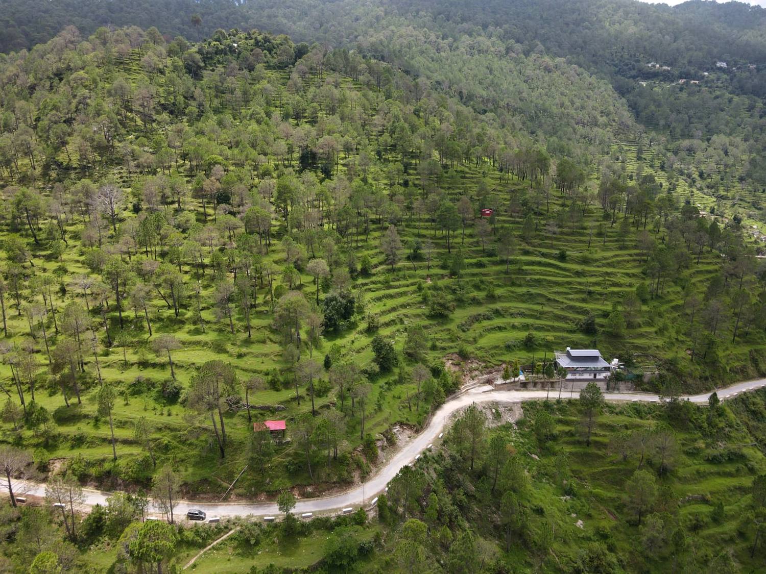 Aerial detail of the estate's agricultural terraces and pine cover