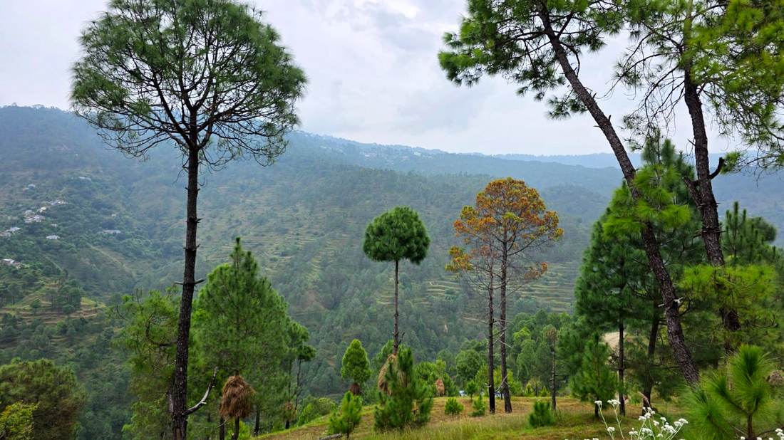 Terraced slope of the estate with standing pine